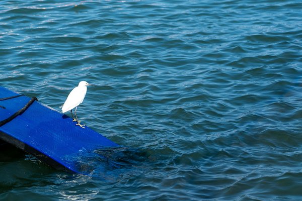 Huile cbd bio : les bienfaits à découvrir pour votre santé